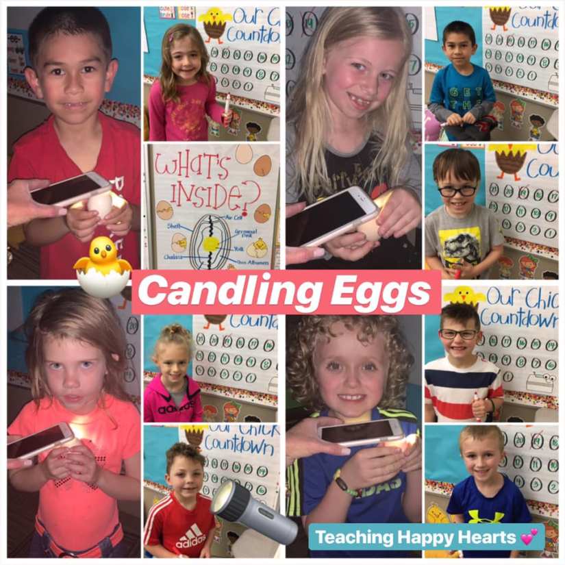 candling eggs
